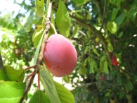 Prunus domestica L.,Ciruelas de San Pantale�n, Huevo toro, Cull�n de fraile