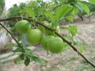 Prunus domestica (L.) B.Boivin, Prunus salicina Lindl. Ciruelo Reina Claudia Verde