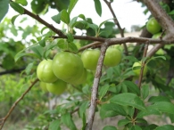 Prunus domestica (L.) B.Boivin, Prunus salicina Lindl. Ciruelo Reina Claudia Verde 3