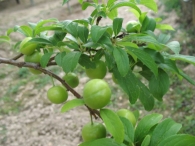 Prunus domestica (L.) B.Boivin, Prunus salicina Lindl. Ciruelo Reina Claudia Verde 4