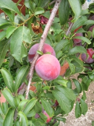 Prunus domestica L. var. Santa Rosa, Ciruela roja
