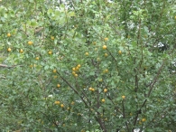 Prunus domestica L., Ciruelo silvestre 2