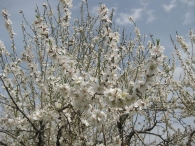 Prunus dulcis 3