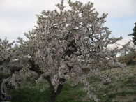 Prunus dulcis L., Almendro 3