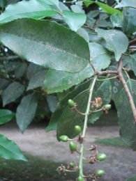 Prunus lusitanica 3