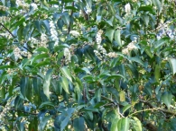 Prunus lusitanica L., Laurocerasus de Portugal, Loro.