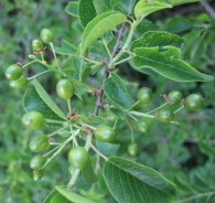 Prunus mahaleb L., Cerezo de Mahoma, Cerezo de Santa Lucia 4