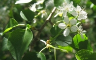 Prunus mahaleb L., Cerezo de Santa Luc�a, Cerezo de Mahoma 4