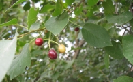 Prunus mahaleb L., Cerezo de Santa Luc�a, Cerezo de Mahoma