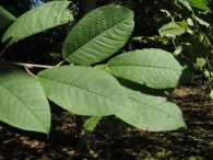 Prunus padus L., Cerezo aliso