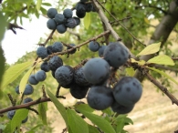 Prunus, spinosa, L., Endrino, Ara�ones, Pachar�n 2