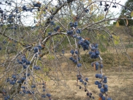 Prunus, spinosa, L., Endrino, Ara�ones, Pachar�n 5