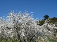 Prunus spinosa L., Endrino, Arañones, Pacharán 2