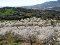 Prunus spinosa L., Endrino, Ara�ones, Pachar�n 8