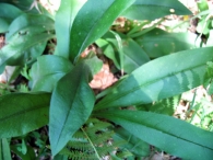 Pulmonaria longifolia (Bastard) Boreau. Pulmonaria de hoja larga.