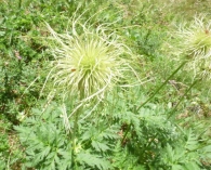 Pulsatilla alpina (L.) Delarbre subsp. alpina, Flor del viento, Anémona. 6