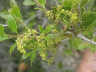 Quercus coccifera 3