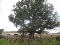 MN n� 41 Quercus faginea Lam., Quejigo, Rebollo, Roble carrasque�o, Carvallo, Carballo