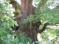 MN n� 6 Quercus faginea Lam., Quejigo. Rala
