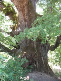 MN nº 6 Quercus faginea Lam., Quejigo. Rala 2
