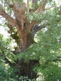 MN n� 6 Quercus faginea Lam., Quejigo. Rala 3