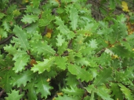 Quercus faginea Lam., Quejigo, Rebollo, R carrasque�o, Carvallo