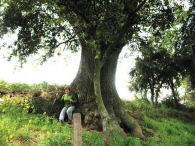 MN n� 7 Quercus faginea Lam., Quejigo, Rebollo, Roble carrasque�o, Carvallo, Carballo