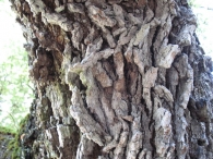 MN nº 26. Quercus ilex L. subesp ilex, Encina. Basaura 4