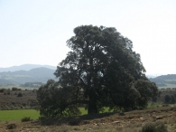 MN n� 44. Quercus ilex subsp. ballota (Desf.) Samp., Encinas de Oloriz 10