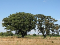 MN n� 4. Quercus ilex L. subsp. ilex L. x Quercus ilex subsp. ballota (Desf.) Samp., Encina 3