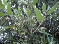 Quercus ilex L. subsp. ilex L., Encina