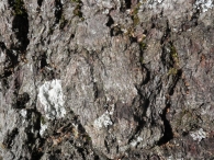 Quercus pubescens. M.N. 35 Roble de San Francisco Javier. 7