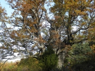 Quercus pubescens. M.N. 35 Roble de San Francisco Javier. 5