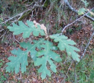 Quercus pyrenaica Willd., Melojo, Ametza. 2