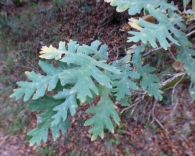 Quercus pyrenaica Willd., Melojo, Ametza.