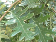 Quercus pyrenaica Willd., Roble melojo 2