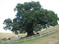Monumento Natural n� 43. Quercus robur L., Roble pedunculado. Ork�n