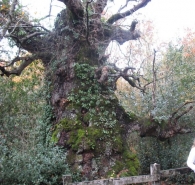 Monumento Natural nº 8 Quercus robur L., Roble pedunculado. Jauntsarats l