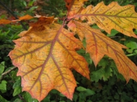 Quercus rubra L., Roble americano