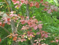Quercus rubra L., Roble americano 5