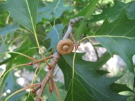 Quercus rubra L., Roble americano 8
