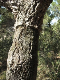 Quercus suber L., Alcornoque. 5