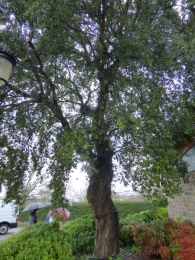 Quercus suber L., Alcornoque.