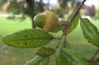 Quercus suber L., Alcornoque 2