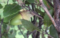 Quercus suber L., Alcornoque 3