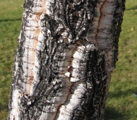 Quercus suber L., Alcornoque, Corchero