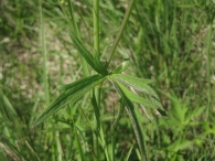 Ranunculus acris 5