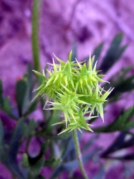 Ranunculus arvensis 3