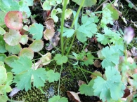 Ranunculus auricomus L. 7