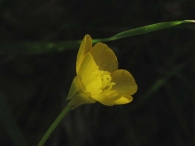 Ranunculus bulbosus 2